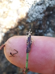 Eleocharis uniglumis