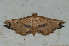 Microbelia intimalis