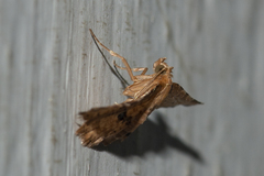 Microbelia intimalis