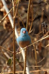 Uraeginthus cyanocephalus