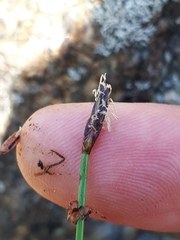 Eleocharis uniglumis
