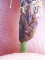 Eleocharis uniglumis