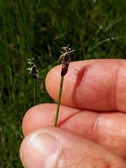 Eleocharis uniglumis