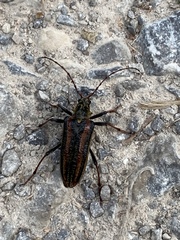 Oxymirus cursor