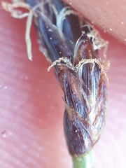 Eleocharis uniglumis