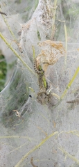 Yponomeuta evonymella