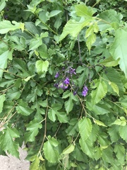 Solanum dulcamara