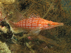 Oxycirrhites typus
