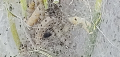 Yponomeuta evonymella