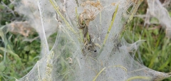 Yponomeuta evonymella