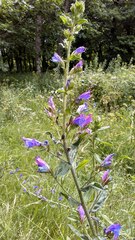 Echium rosulatum