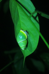 Amphidromus djajasasmitai