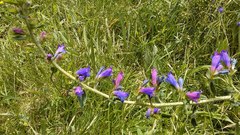 Echium rosulatum