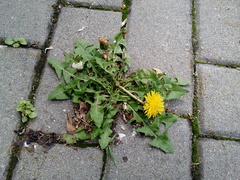 Taraxacum officinale