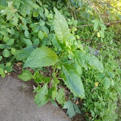 Pokeweed mosaic virus