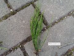Equisetum palustre