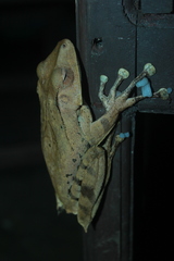 Polypedates pseudotilophus