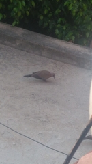 Streptopelia senegalensis