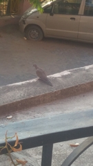 Streptopelia senegalensis