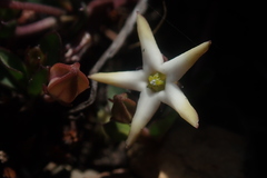 Brachystelma stellatum