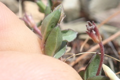 Brachystelma stellatum