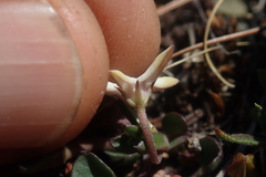 Brachystelma stellatum