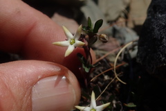 Brachystelma stellatum