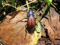 Carabus schoenherri