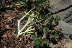 Brachystelma stellatum