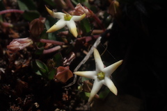 Brachystelma stellatum