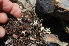 Brachystelma stellatum