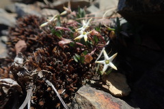 Brachystelma stellatum