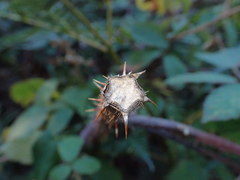 Rubus echinatus
