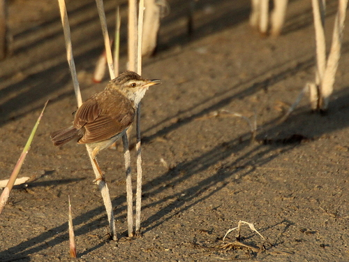 Carricero agrícola (Acrocephalus agricola)