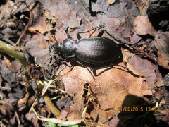 Carabus aeruginosus
