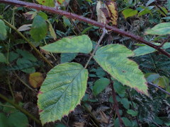 Rubus echinatus
