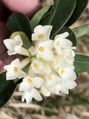 Daphne blagayana