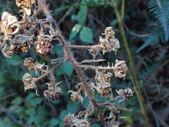 Rubus echinatus