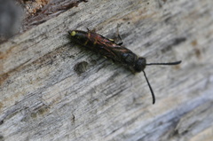 Monosapyga clavicornis