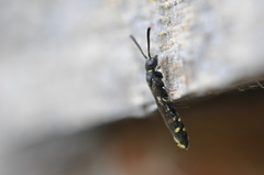 Monosapyga clavicornis