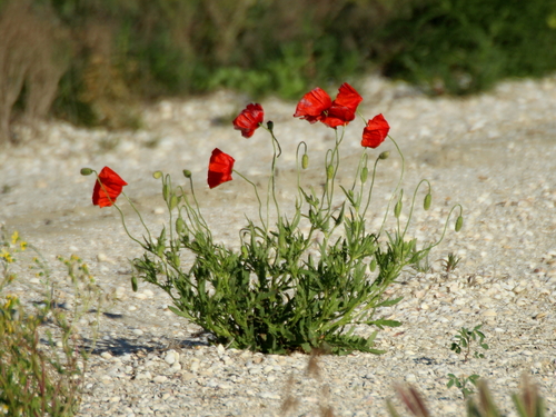 Papaver rhoeas