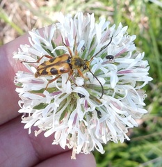 Typocerus octonotatus