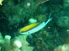 Chromis nitida