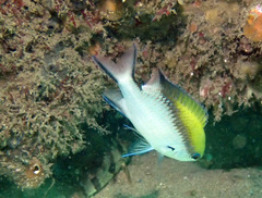 Chromis nitida