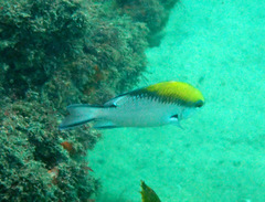 Chromis nitida