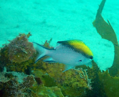 Chromis nitida