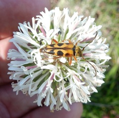 Typocerus octonotatus