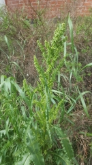 Rumex crispus