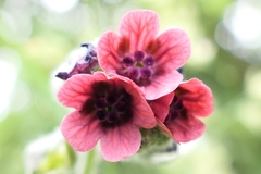 Cynoglossum officinale