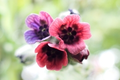 Cynoglossum officinale